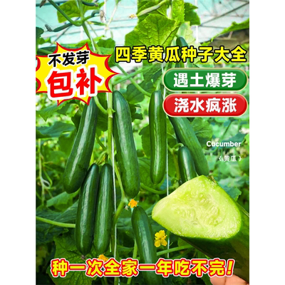 荷兰水果黄瓜种孑玉女阳台