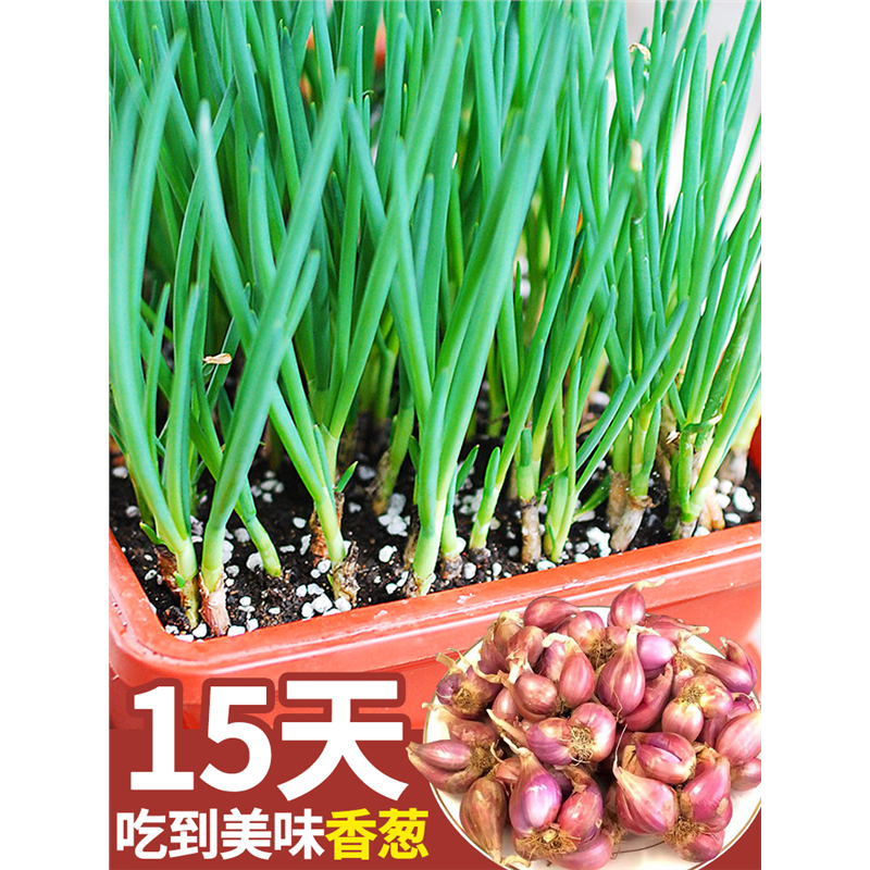 火葱头四季小香种子苗籽红