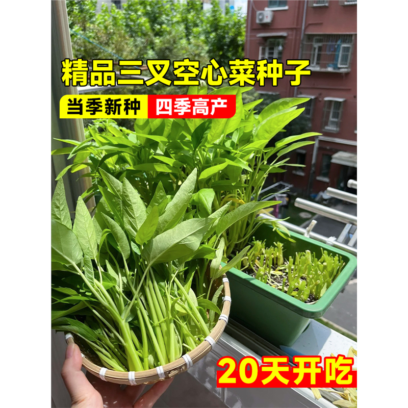 三叉菜空心种子籽孑苗四季