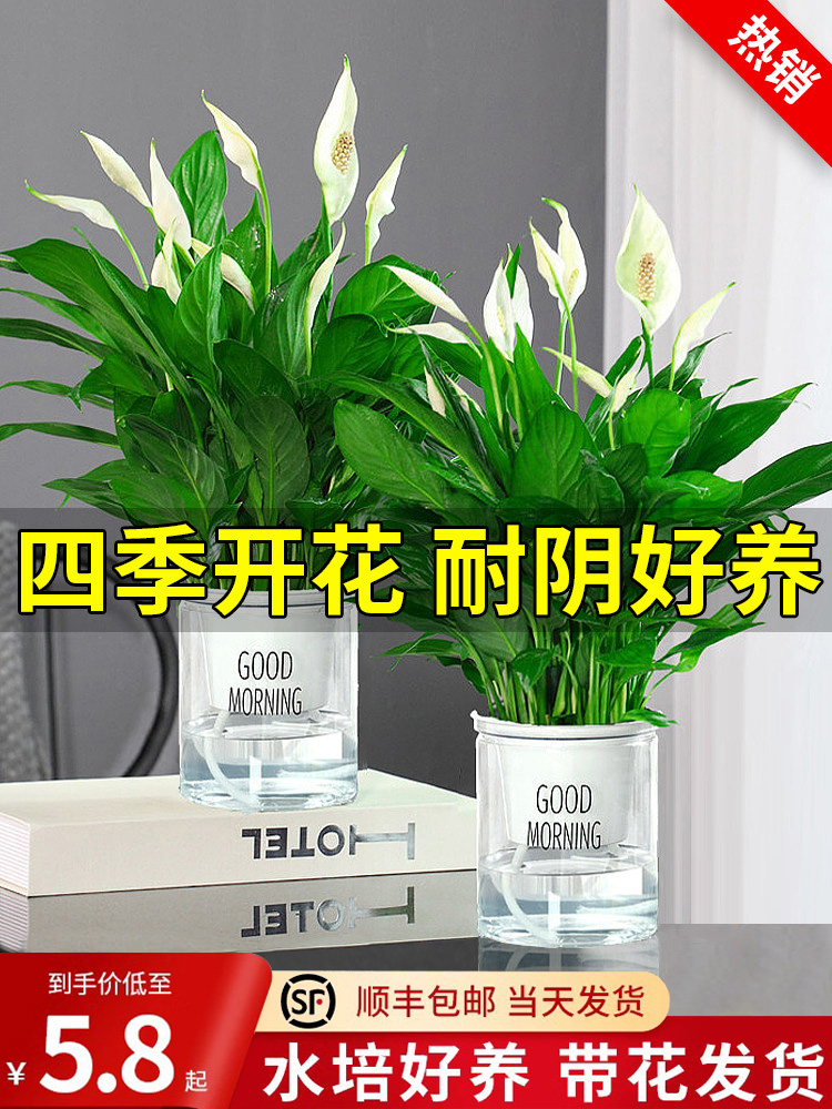 一帆风顺白掌盆栽绿植水培
