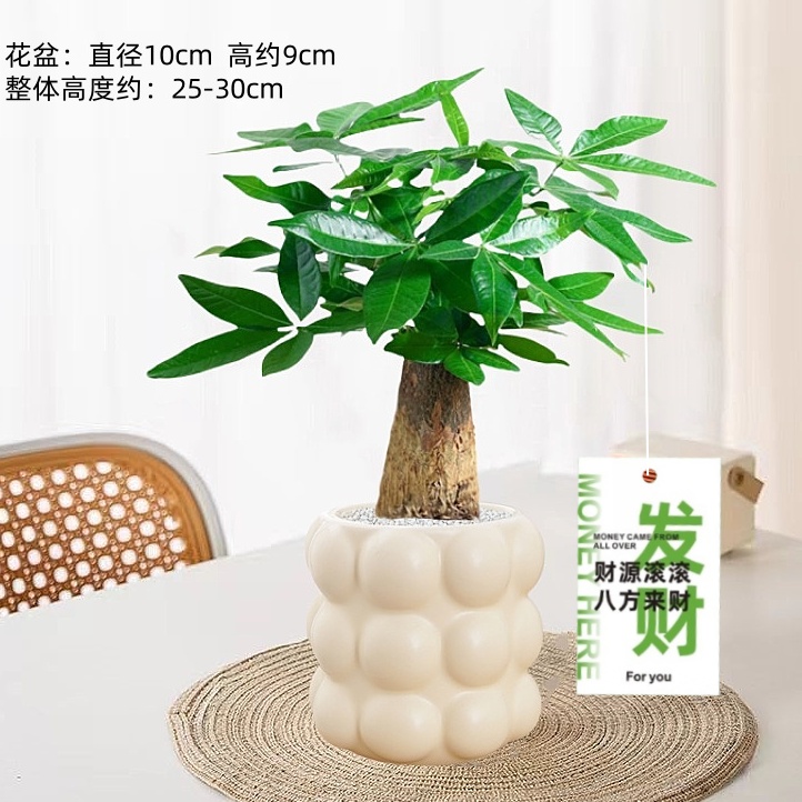 发财树室内绿植吸甲醛净化