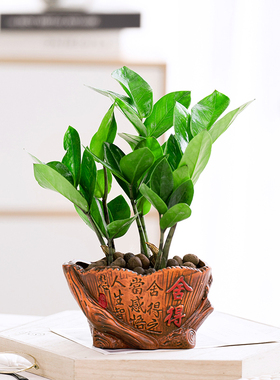 金钱树钱串子室内客厅大绿植盆栽盆景花卉办公室桌面观叶常青植物