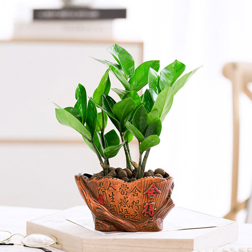 金钱树客厅大绿植观叶常青植物