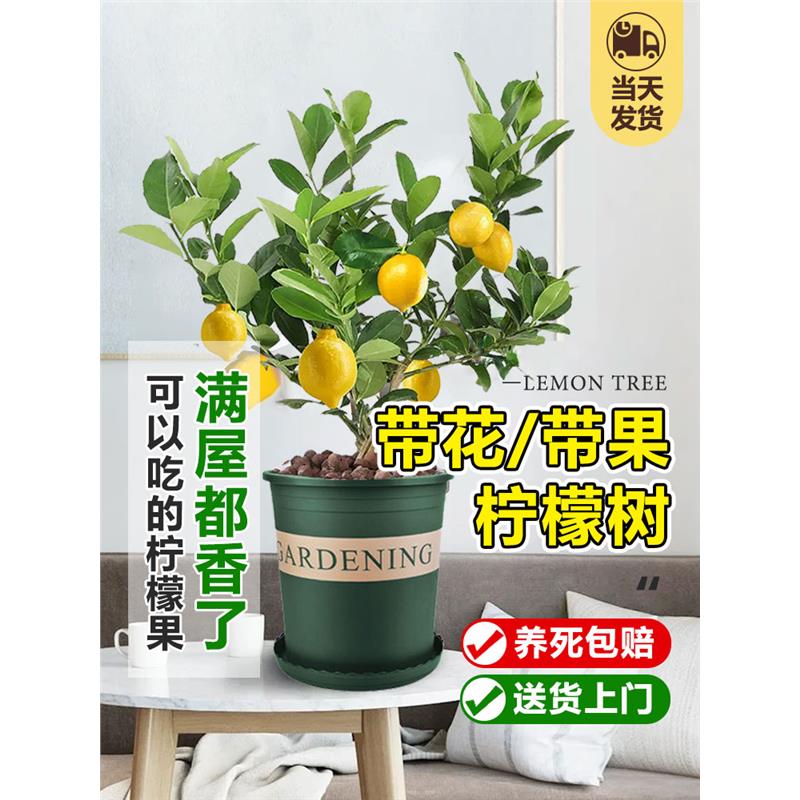 香水柠檬树苗水果盆栽可食用驱蚊浓香好养阳台四季花卉室内绿植物
