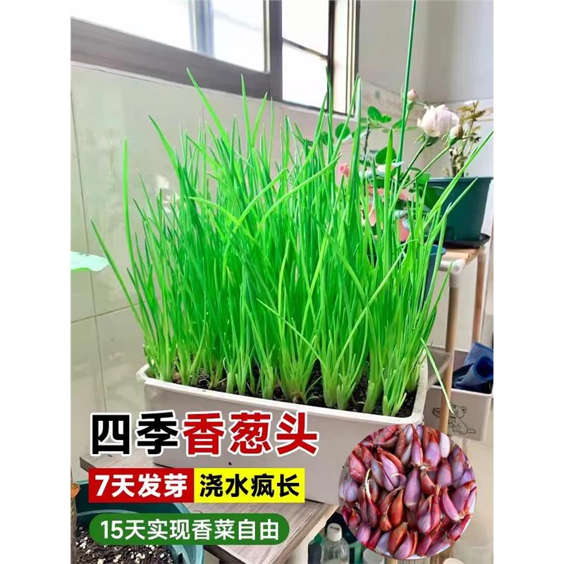 四季小香葱种头川子籽红本