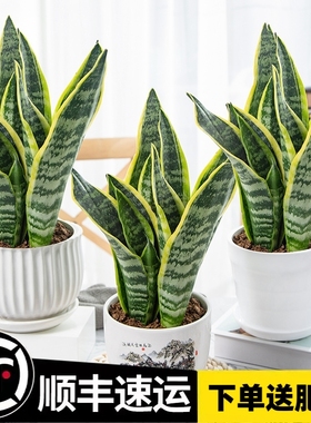 金边虎皮兰办公室内客厅易活植物绿植盆栽高脚矮脚虎尾兰好养花卉