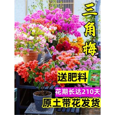 重瓣三角梅盆栽树苗爬藤老