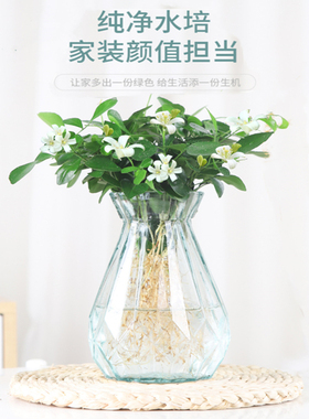 水培九里香花卉盆栽绿植浓香四季花驱蚊驱虫植物室内阳台净化空气
