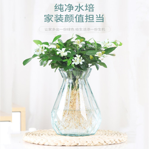 水培九里香花卉盆栽绿植浓香四季花驱蚊驱虫植物室内阳台净化空气