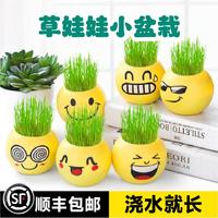 草頭娃小綠植物帶種子長可