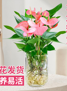 粉掌盆栽水培植物室内好养绿植水养花卉四季常青红掌鲜花一帆风顺