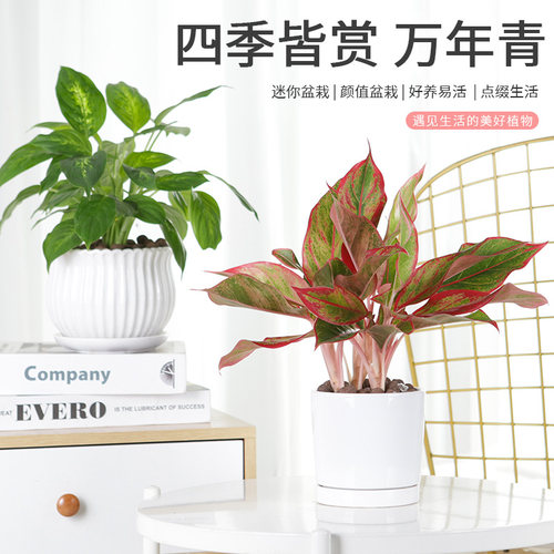 万年青水培植物植物四季皇后