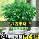 八方来财鸭脚木盆栽易活植物办公室内绿植七叶莲净化空气花高颜值