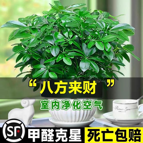 八方来财鸭脚木办公室