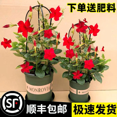 万里飘香藤′花苗双喜四季