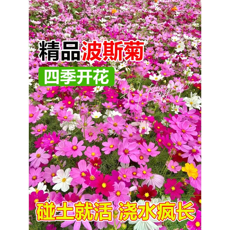 波斯菊花种子格桑籽七彩四