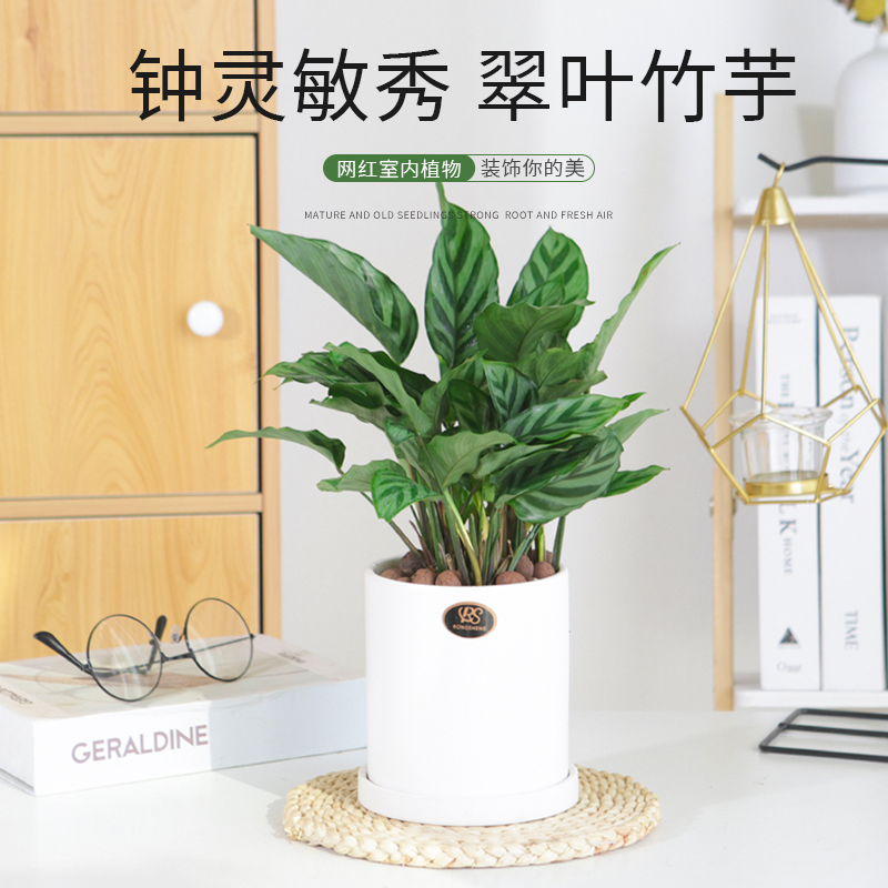 小盆栽翠叶竹芋四季常青客厅