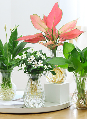 发财树办公室内绿植花卉好养小盆栽绿萝水培去除甲醛桌面多肉植物