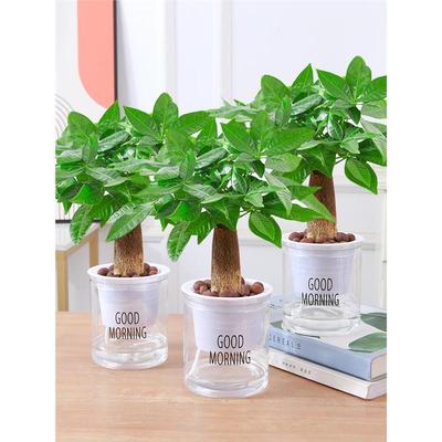 发财树室内小盆栽绿植花卉