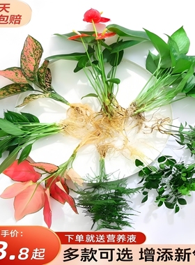 花卉盆栽水培植物室内花绿植四季水生好养活绿萝富贵文竹芋红白掌