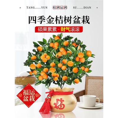 四季金桔树盆栽可食用带果