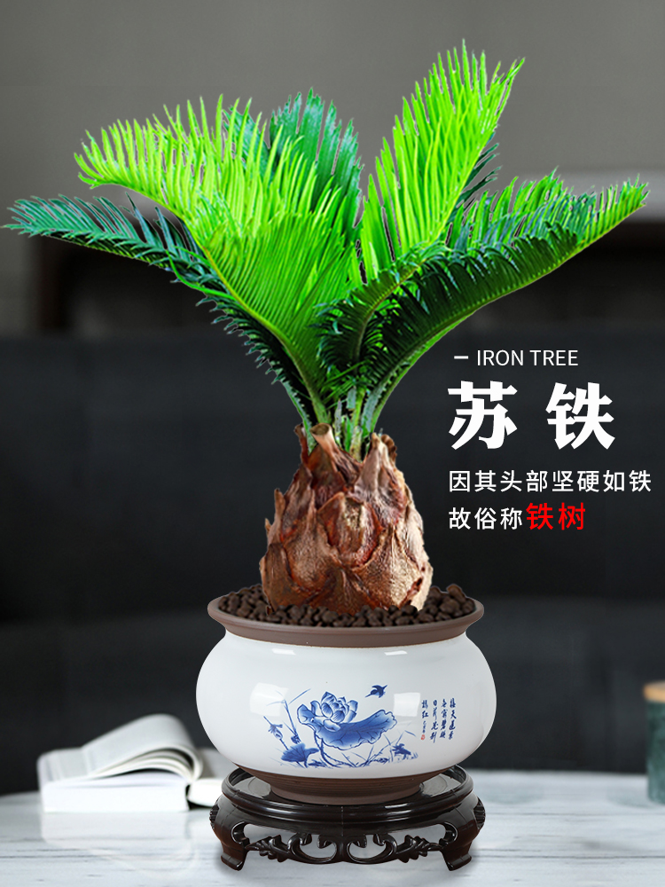铁树盆景室内好养植物招财