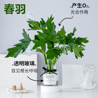 水培植物春羽盆栽花卉室内