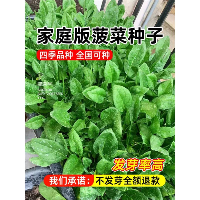 大叶菠菜种子四季蔬冬籽天