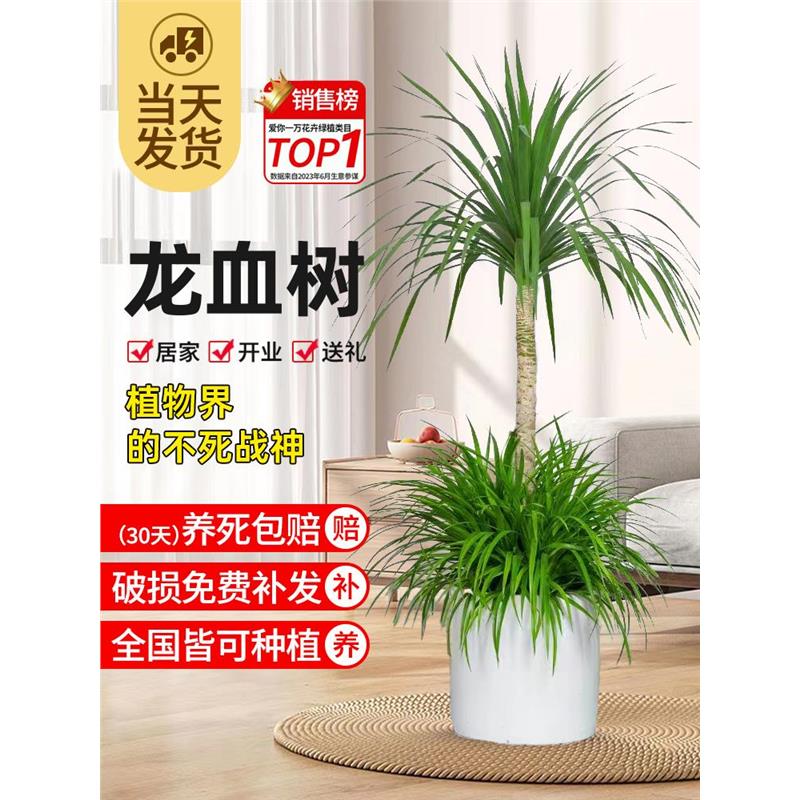 龙血树客厅绿植盆栽多头须