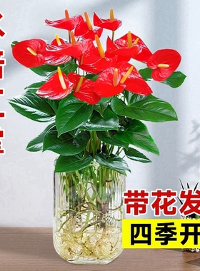 水培红掌白掌盆栽一帆风顺花卉植物室内好养绿植鸿运当头四季开花