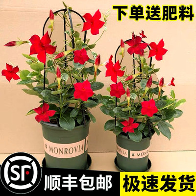 万里飘香藤′花苗双喜四季