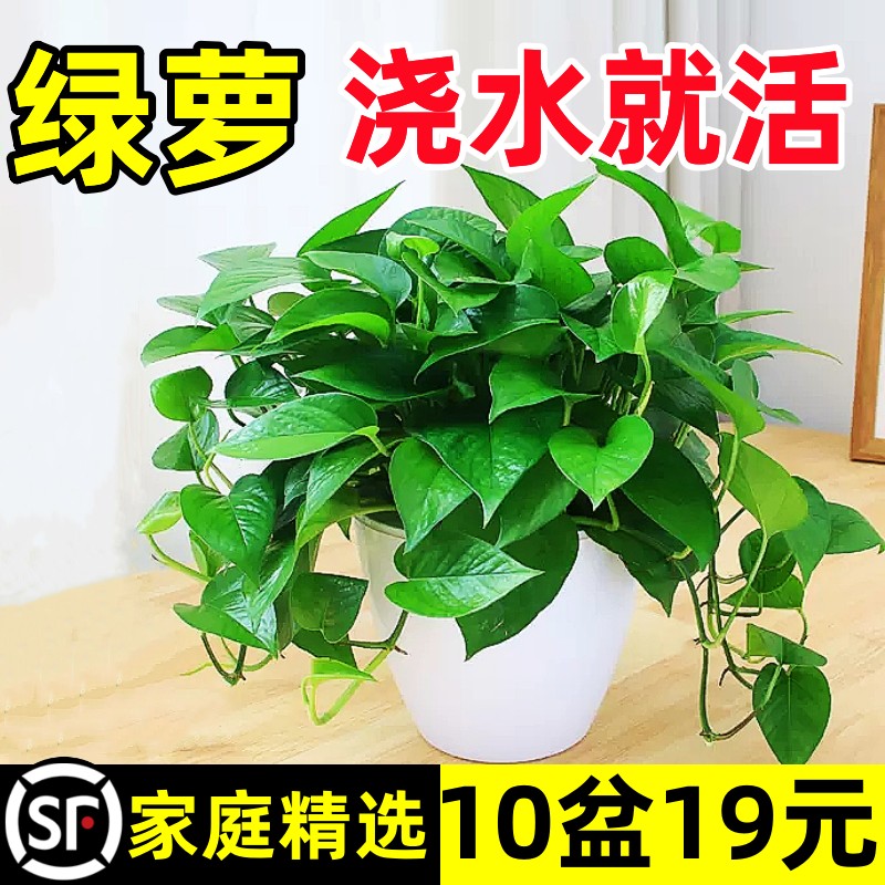 除甲醛绿萝盆栽室内植物花