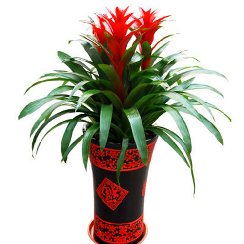 凤梨花小红星 鸿运当头盆栽四季开花卉红运转运红掌室内客厅植