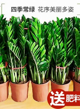 金钱树盆栽植物室内花卉大型客厅好养绿植大摇钱串子招财小发财树