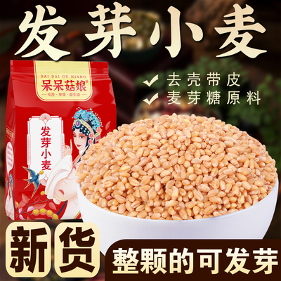 呆呆菇娘发芽小麦1/2/3/5斤