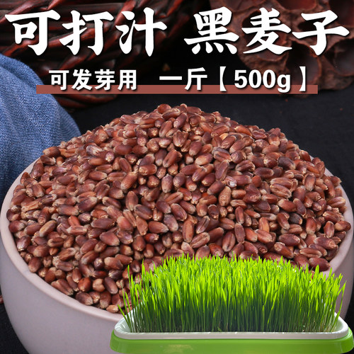 呆呆菇娘发芽黑麦1斤