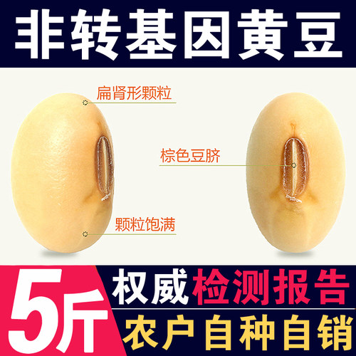 呆呆菇娘非转基因黄豆5斤