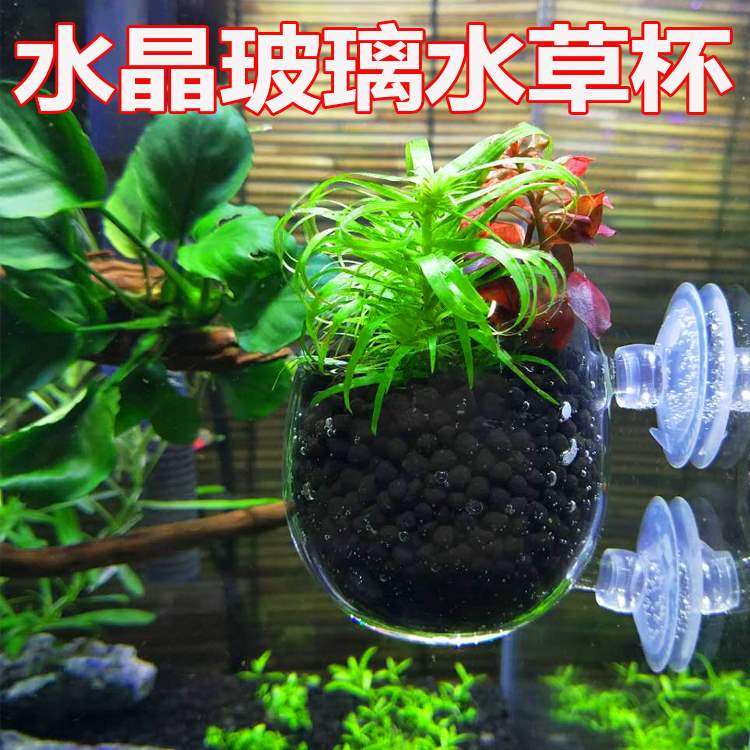 玻璃水草杯价格 玻璃水草杯图片 星期三