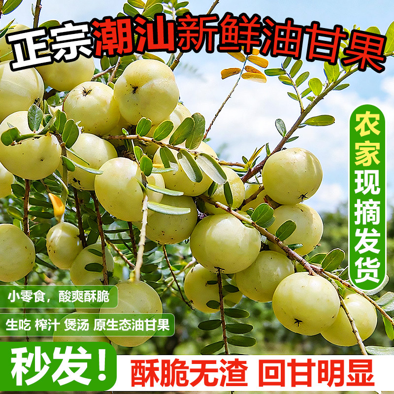 正宗潮汕特产新鲜现摘柿饼油甘果原生态酸甜可口酥脆当季孕妇水果