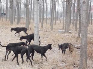 格力犬幼犬狗活体幼犬惠比特犬猎兔犬灵提犬格惠犬黑白全活狗活体