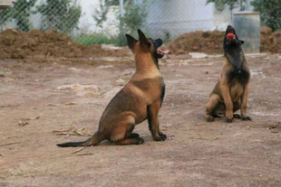 马犬幼犬小马犬科目纯种马犬红马犬爆红马犬黑红马犬比利时马犬狗