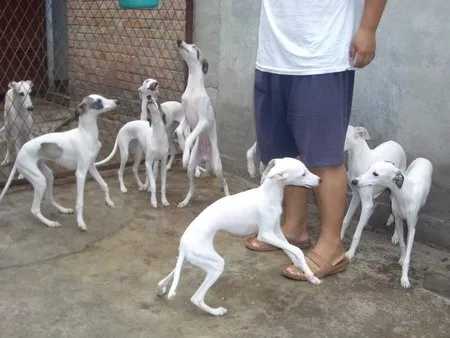 格力犬幼犬纯种猎兔犬细狗活体意大利小灵缇惠比特犬灵缇幼犬细犬