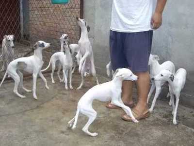 格力犬幼犬纯种猎兔犬