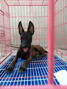 马犬幼犬纯种出售血统马犬 黑红马犬家养纯正 出售纯种马犬健康