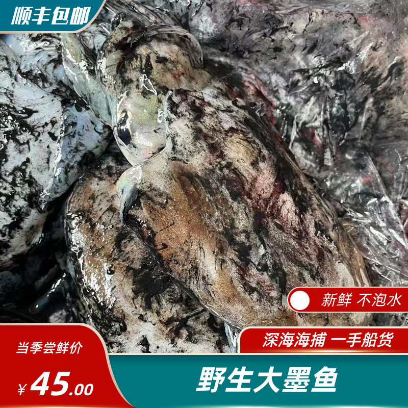 东海大墨鱼原装不泡水
