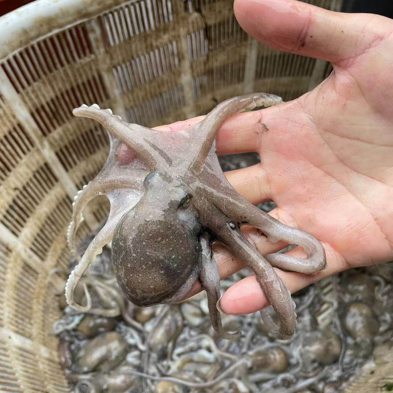 霞浦滩涂小白章鱼 特大望潮  活冻寄出  15只起包邮