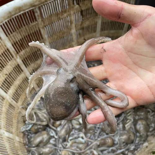 霞浦滩涂小白章鱼望潮