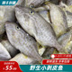 东海小号剥皮鱼耗儿鱼橡皮鱼扒皮鱼海鲜水产火锅食材7 8头 斤