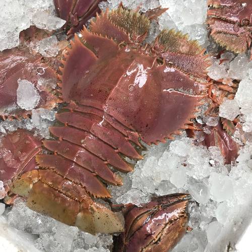 野生琵琶虾九齿扇虾3只/斤