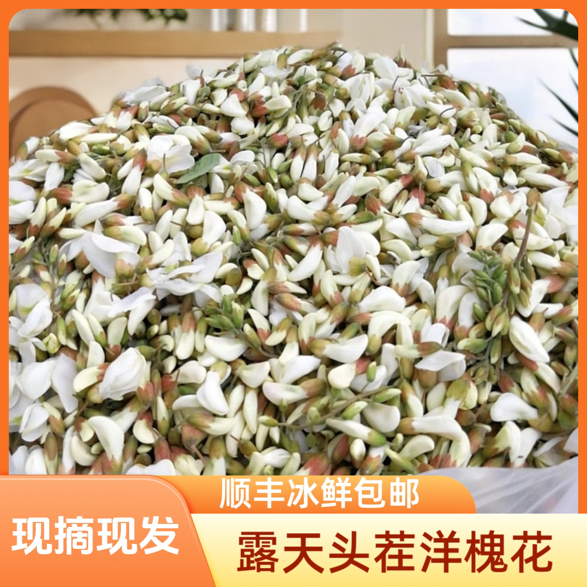 陕西特产秦岭野生洋槐花食用槐花骨朵新鲜头茬野菜顺丰冰鲜包邮